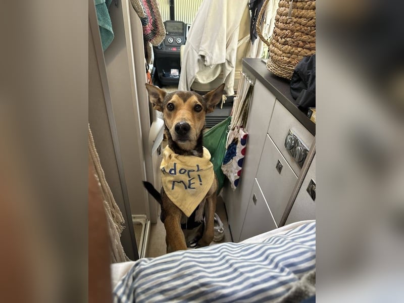 Humberto ist ein wahrer Traumhund