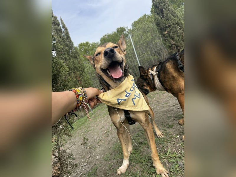 Humberto ist ein wahrer Traumhund