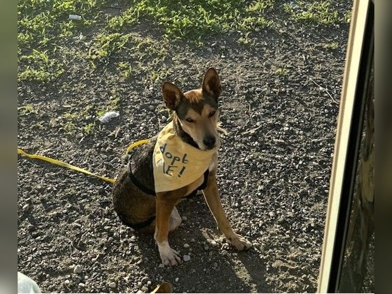 Humberto ist ein wahrer Traumhund