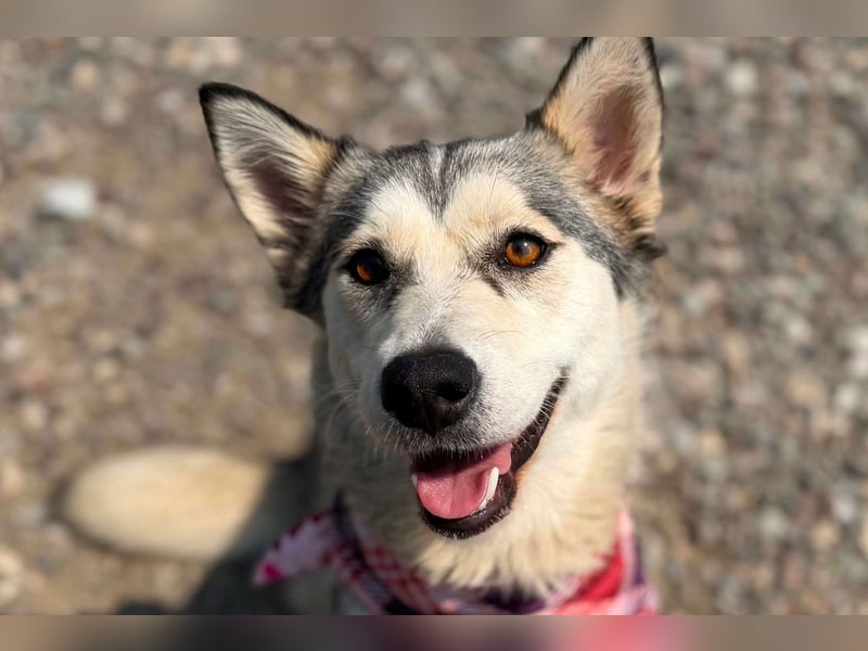 Husky-Mix-Junghündin♥ Lola ♥ verspielt, dominant, verschmust