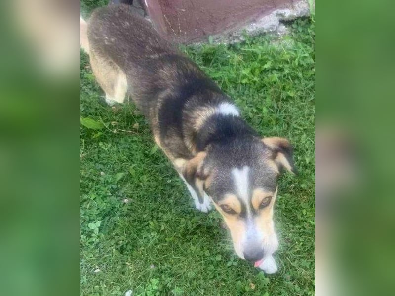 Husky-Mix-Rüde Barki: sozial,offen,treu