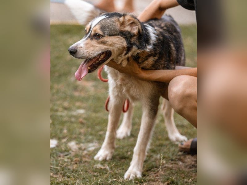 Husky-Mix-Rüde Barki: sozial,offen,treu