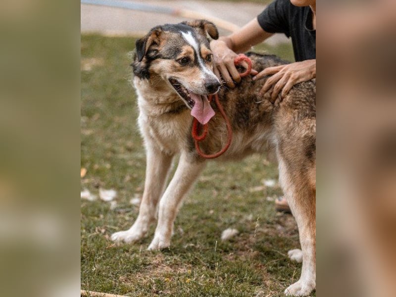 Husky-Mix-Rüde Barki: sozial,offen,treu