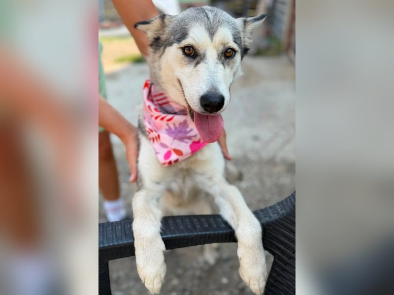 Husky-Mix-Junghündin♥ Lola ♥ verspielt, dominant, verschmust