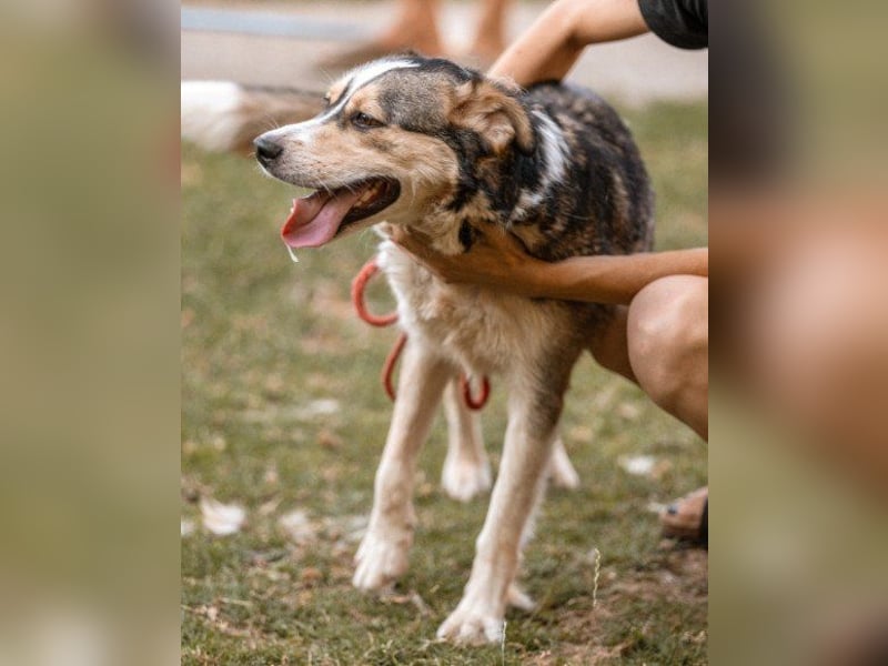 Husky-Mix-Rüde Barki: sozial,offen,treu