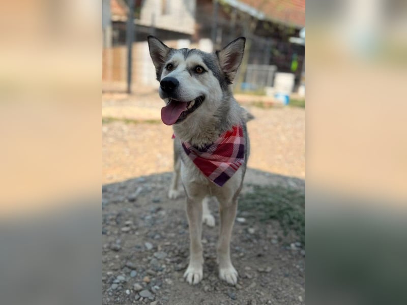 Husky-Mix-Junghündin♥ Lola ♥ verspielt, dominant, verschmust