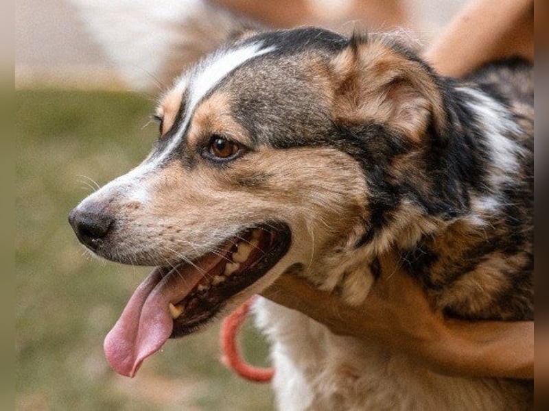 Husky-Mix-Rüde Barki: sozial,offen,treu