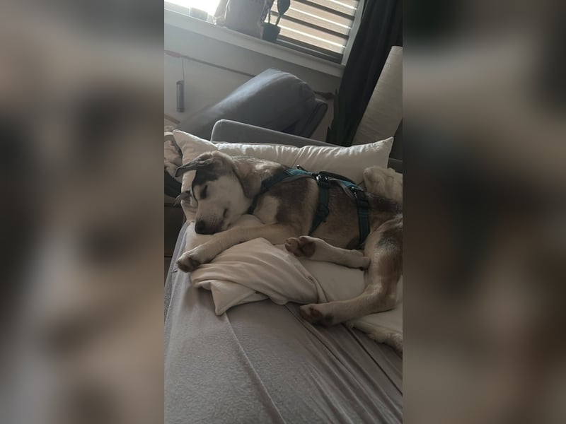Aristo,  Husky Mix Rüde