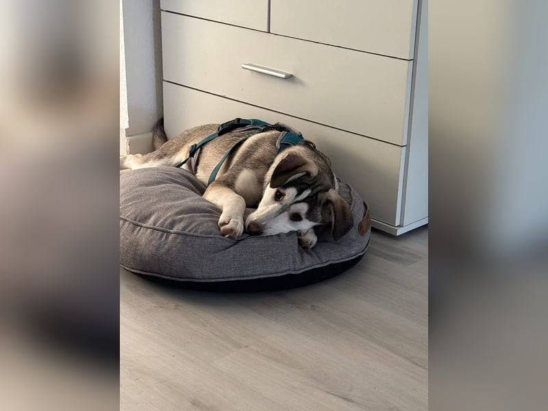 Aristo,  Husky Mix Rüde