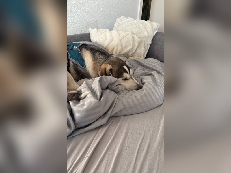 Aristo,  Husky Mix Rüde