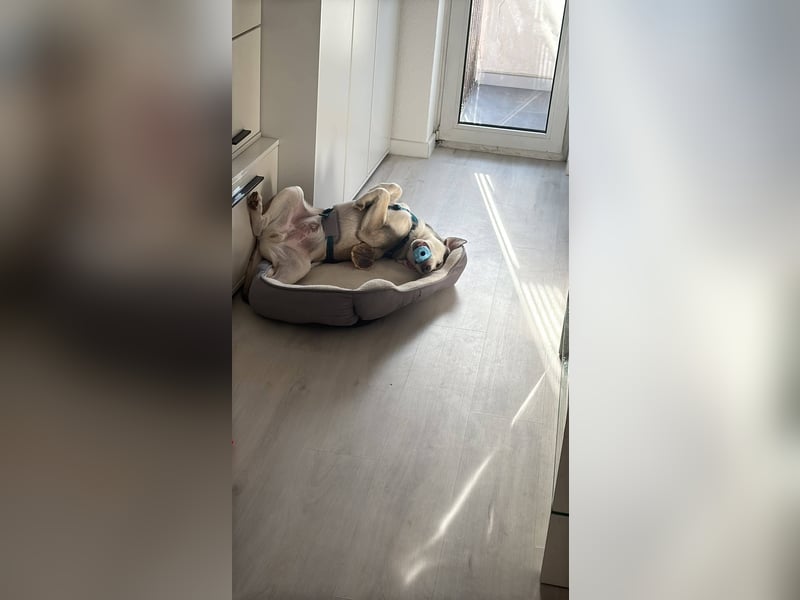 Aristo,  Husky Mix Rüde