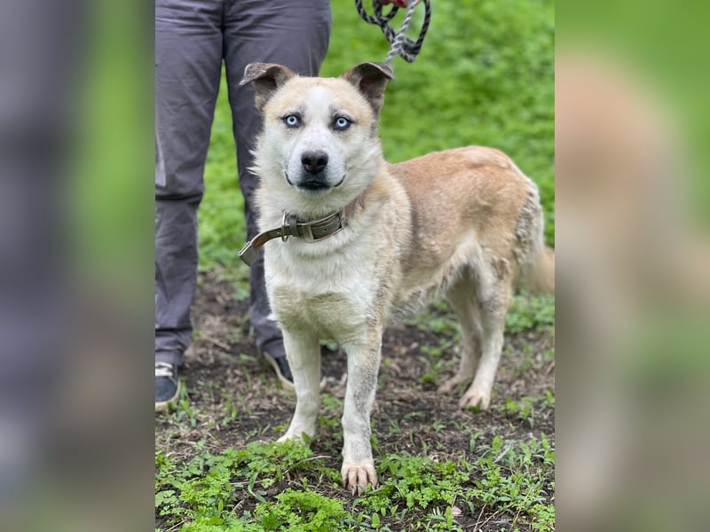 BALTIMOR Ein Traumhund für Alle (Ukraine)