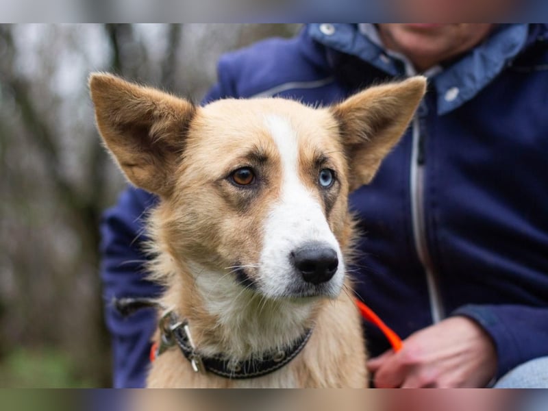 Tavita - Verspielt & Lebensfroh (Ukraine)