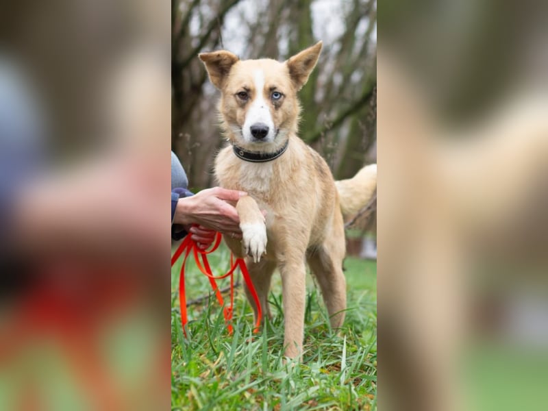 Tavita - Verspielt & Lebensfroh (Ukraine)