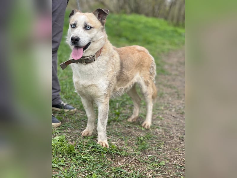 BALTIMOR Ein Traumhund für Alle (Ukraine)