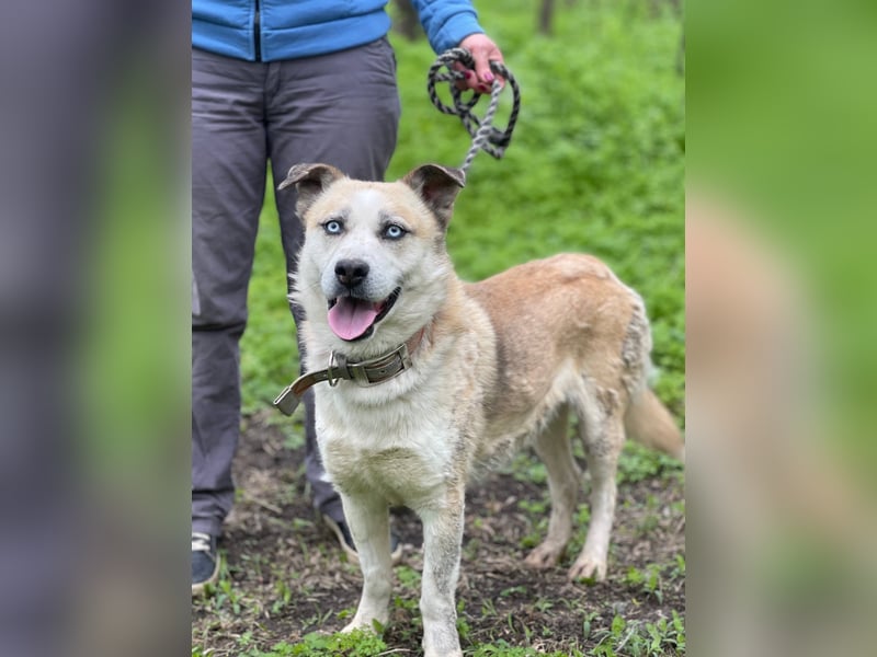 BALTIMOR Ein Traumhund für Alle (Ukraine)
