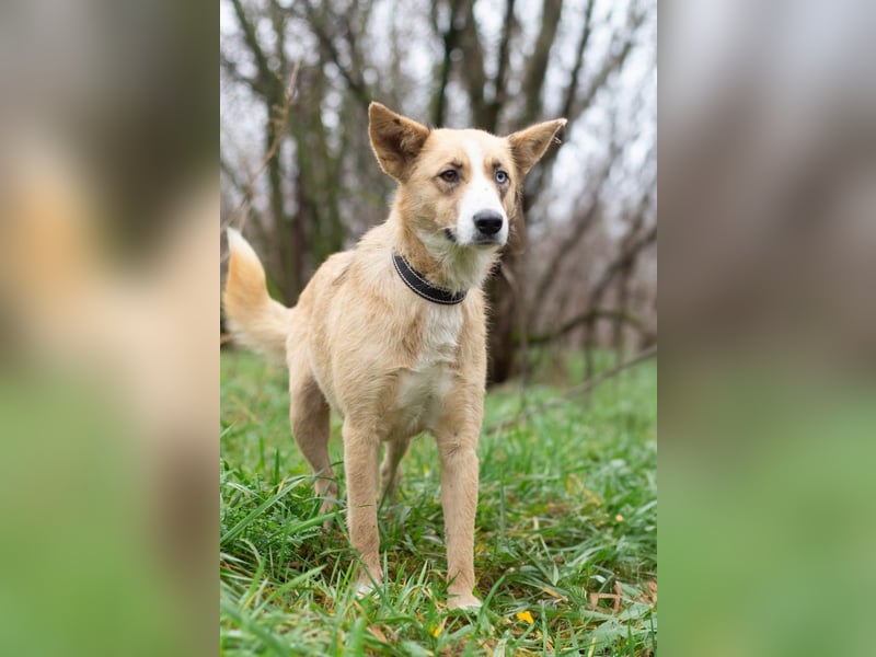 Tavita - Verspielt & Lebensfroh (Ukraine)