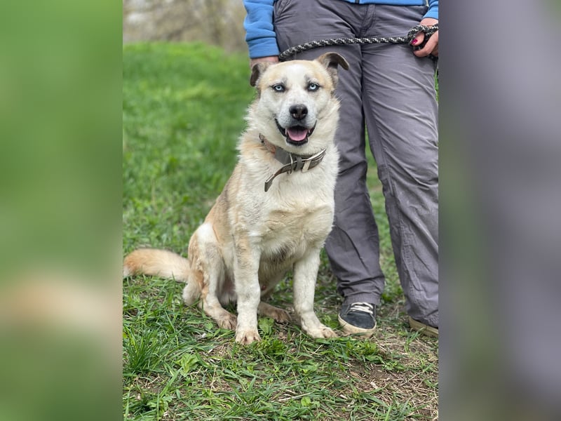 BALTIMOR Ein Traumhund für Alle (Ukraine)