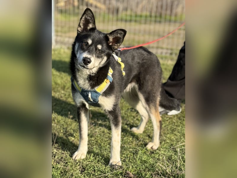 Hübsche Alexa sucht eine liebevolle Familie