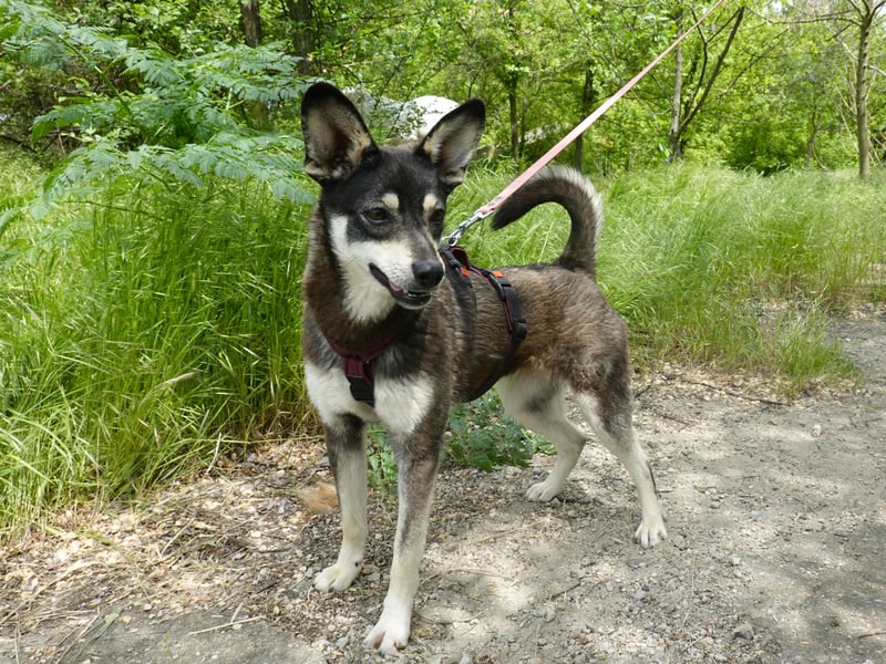 Aktive Anouk sucht ein liebevolles Zuhause