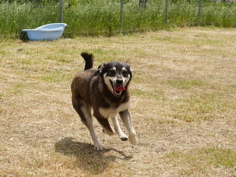 Aktive Anouk sucht ein liebevolles Zuhause