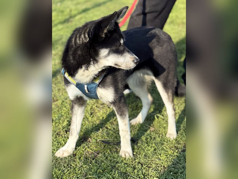 Hübsche Alexa sucht eine liebevolle Fami