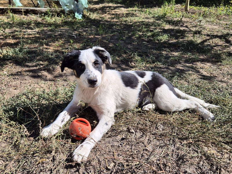 Jessy sucht eine liebevolle Familie