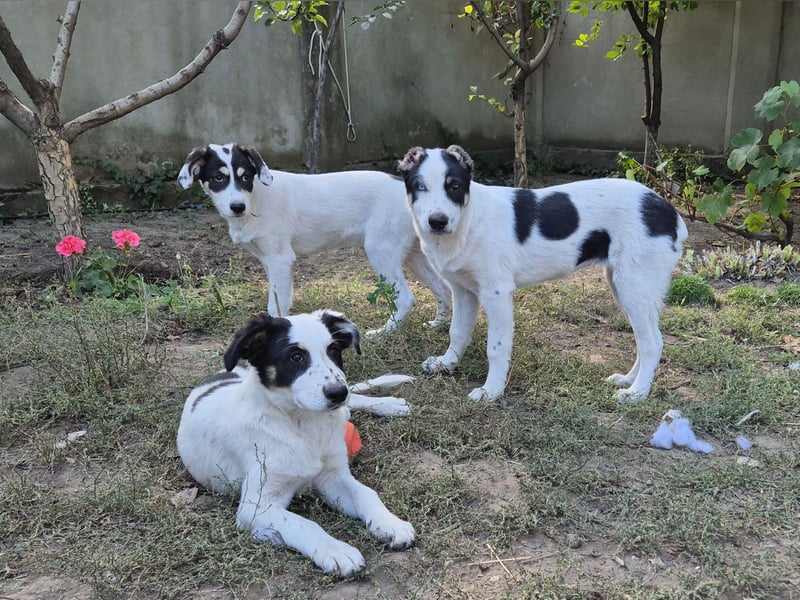 Jessy sucht eine liebevolle Familie