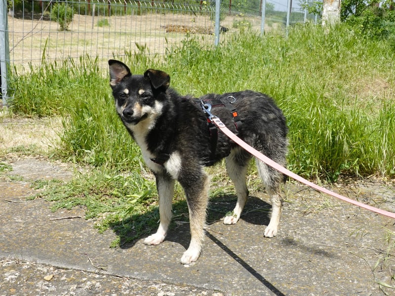 Lakota wünsche sich ein Zuhause
