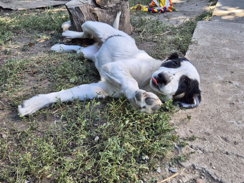 Jessy sucht eine liebevolle Familie