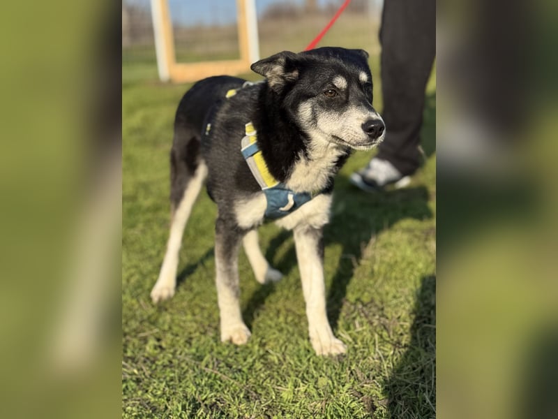 Hübsche Alexa sucht eine liebevolle Familie