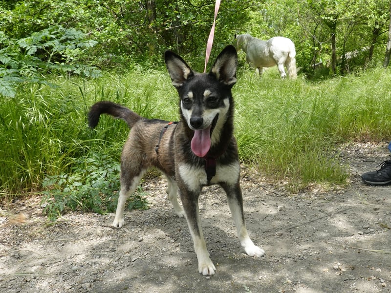 Aktive Anouk sucht ein liebevolles Zuhause