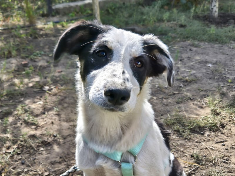 Jessy sucht eine liebevolle Familie