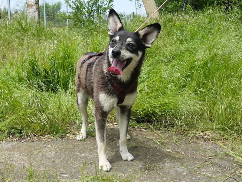 Aktive Anouk sucht ein liebevolles Zuhause