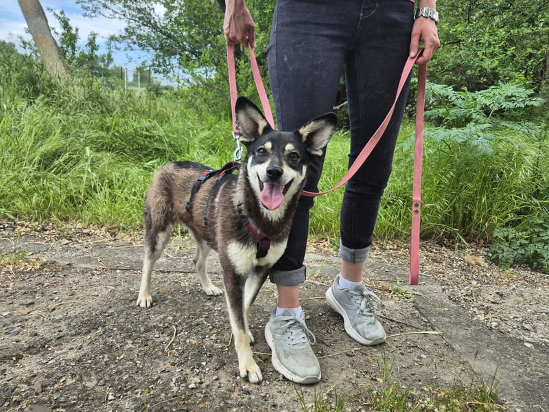 Aktive Anouk sucht ein liebevolles Zuhause