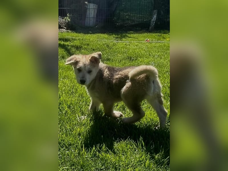 Süßer Teddy Nanook sucht liebevolles Zuhause