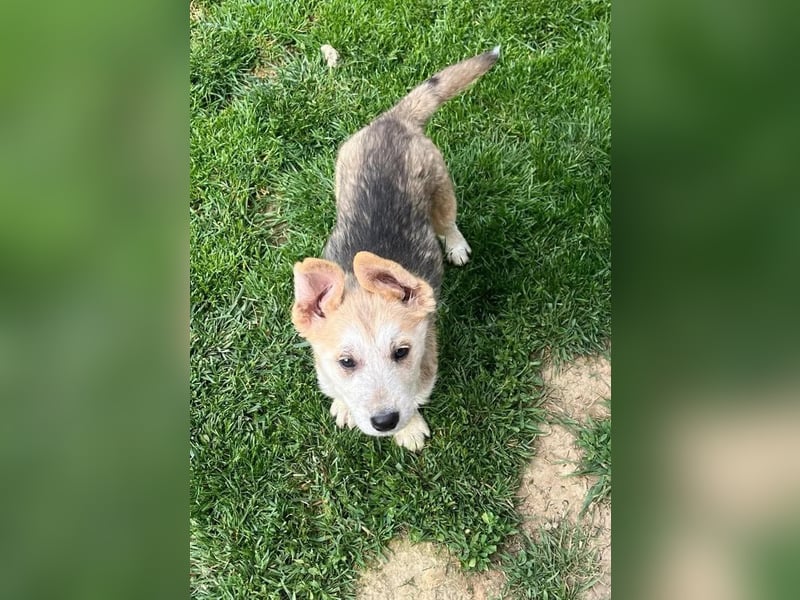 Süßer Teddy Nanook sucht liebevolles Zuhause