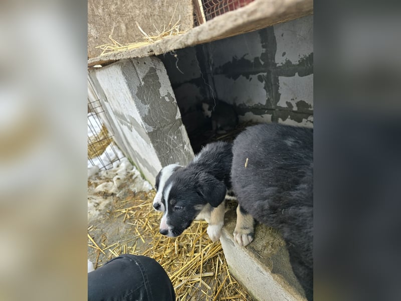 Sandi-hat ein blaues Auge