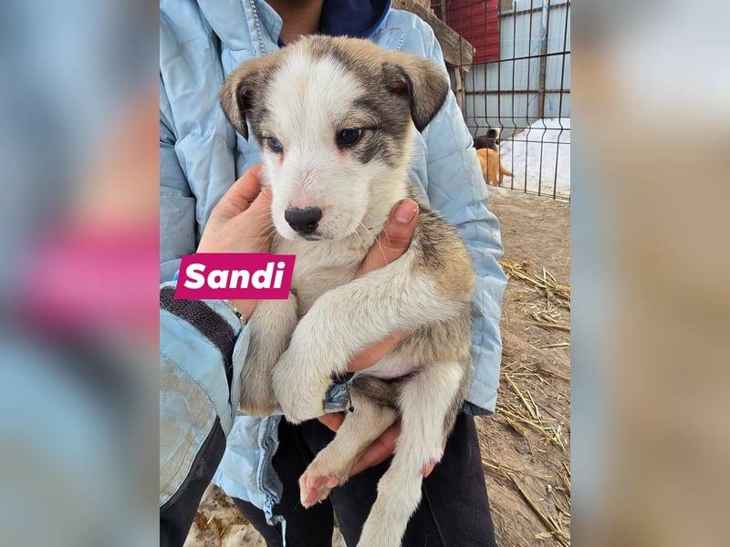 Sandi-hat ein blaues Auge