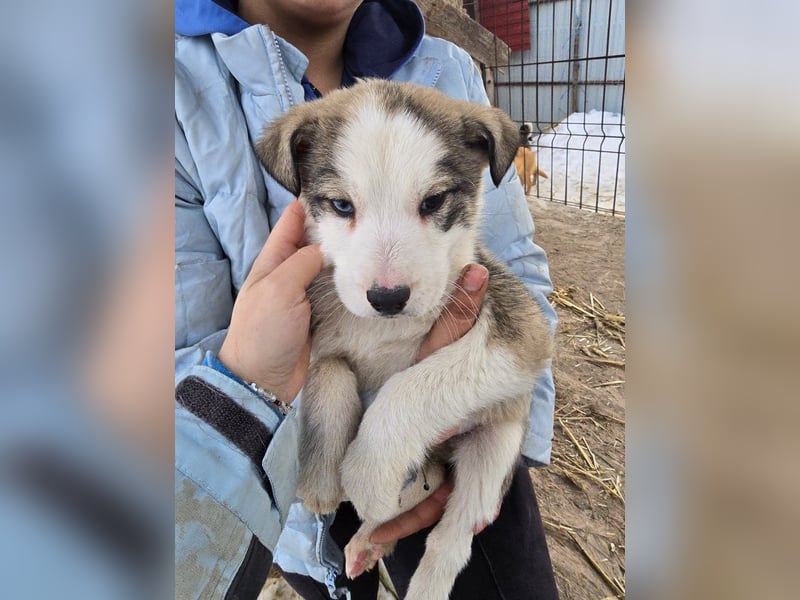 Sandi-hat ein blaues Auge