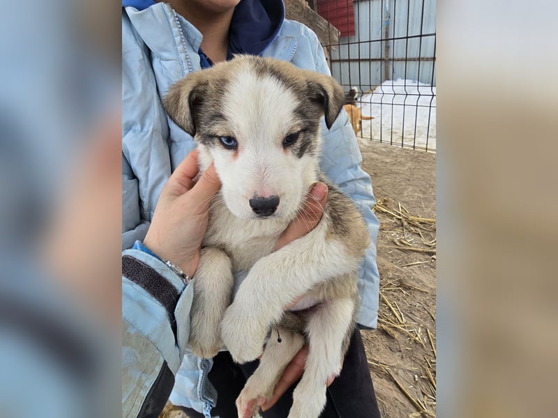 Sandi-hat ein blaues Auge