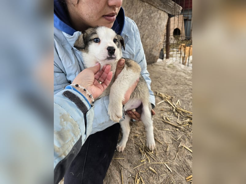 Sandi-hat ein blaues Auge