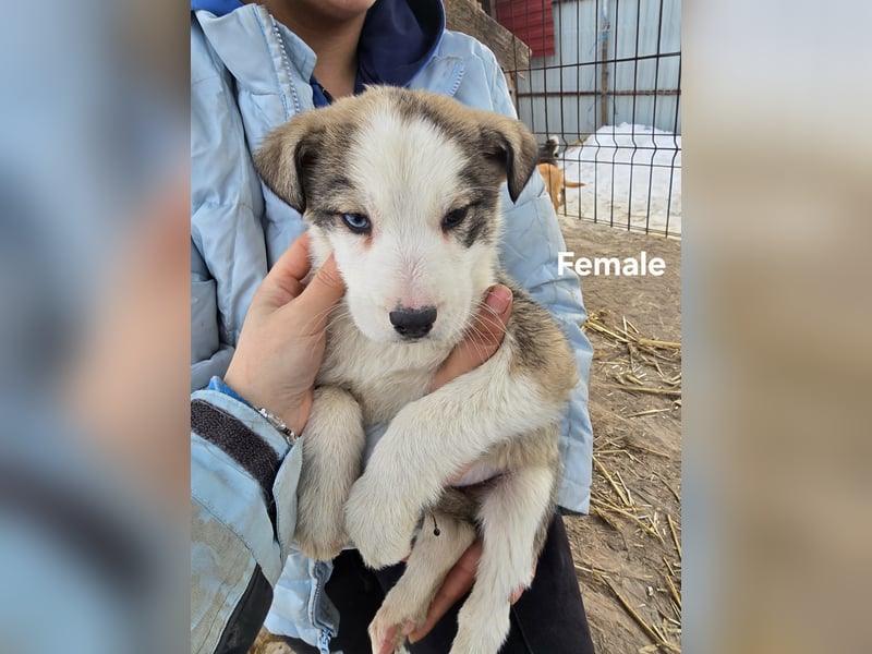 Sandi-hat ein blaues Auge