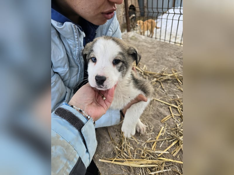 Sandi-hat ein blaues Auge