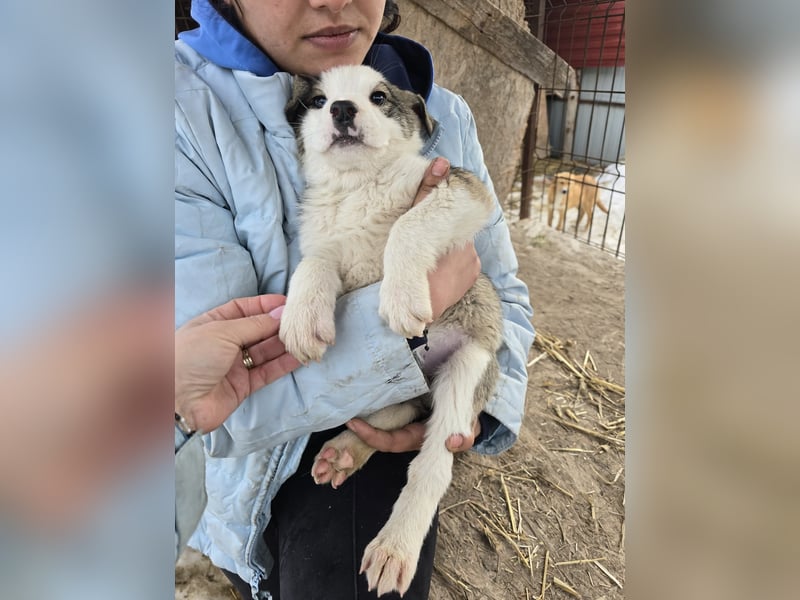 Sandi-hat ein blaues Auge