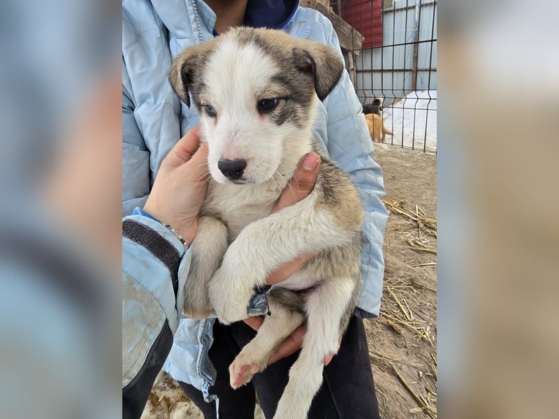 Sandi-hat ein blaues Auge