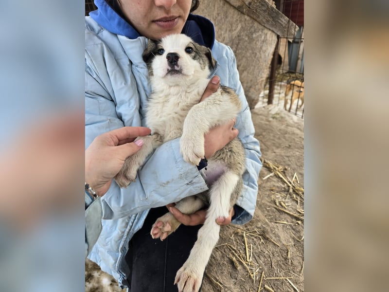 Sandi-hat ein blaues Auge