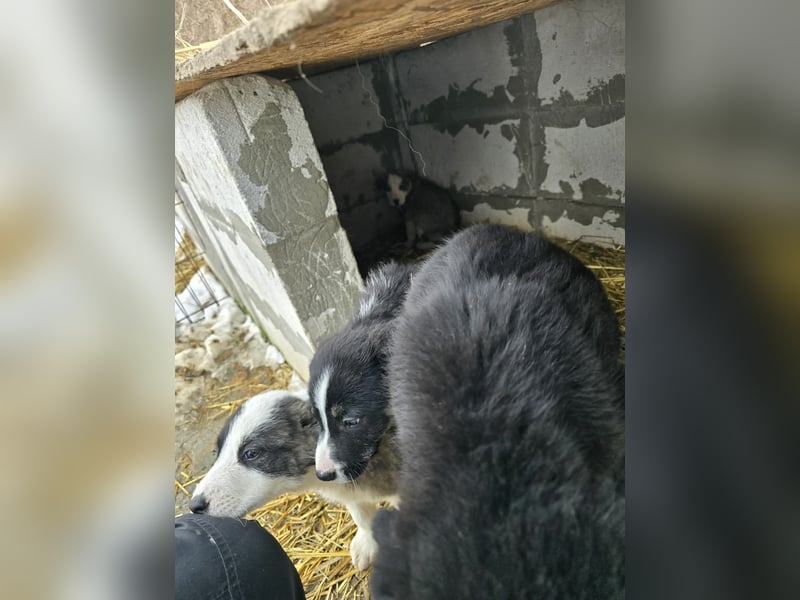 Sandi-hat ein blaues Auge