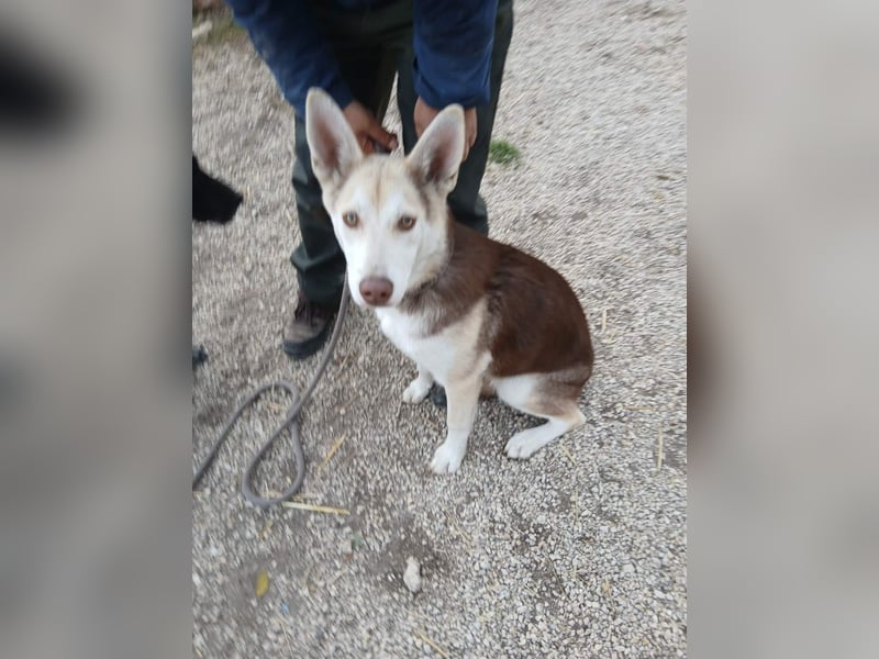 Percy VA– Husky-Mix auf der Suche nach seinen Menschen