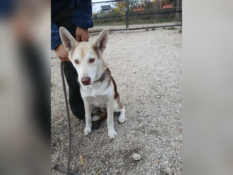 Percy VA– Husky-Mix auf der Suche nach seinen Menschen